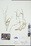 Puccinia recondita image