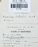 Puccinia antirrhini image