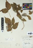 Phragmidium rubi-idaei image