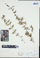 Puccinia menthae image