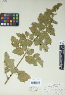 Nyssopsora echinata image