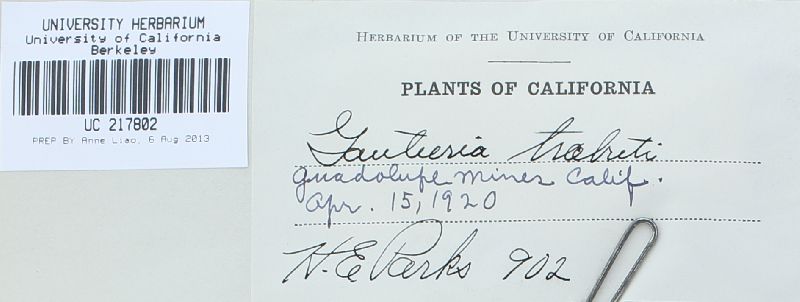 Gautieria gautierioides image