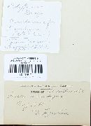 Puccinia difformis image