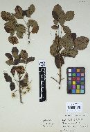 Pileolaria brevipes image