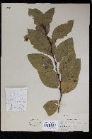 Erysiphe adunca var. adunca image
