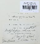Pucciniastrum goeppertianum image
