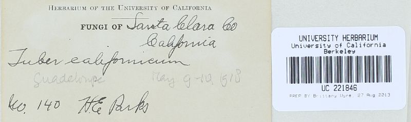Tuber californicum image