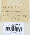 Pucciniastrum epilobii image
