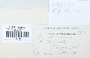 Erysiphe polygoni image