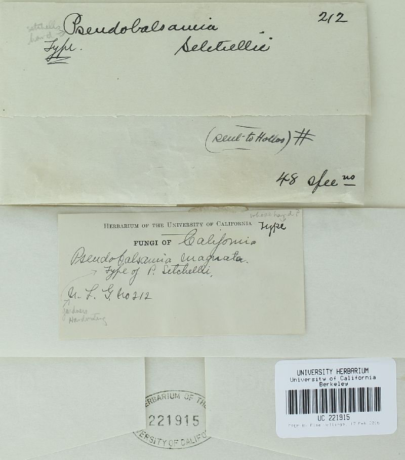 Pseudobalsamia setchelli image