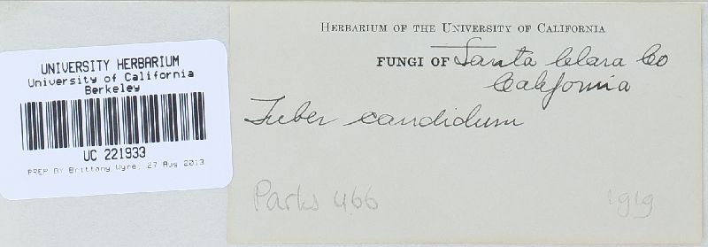 Tuber candidum image