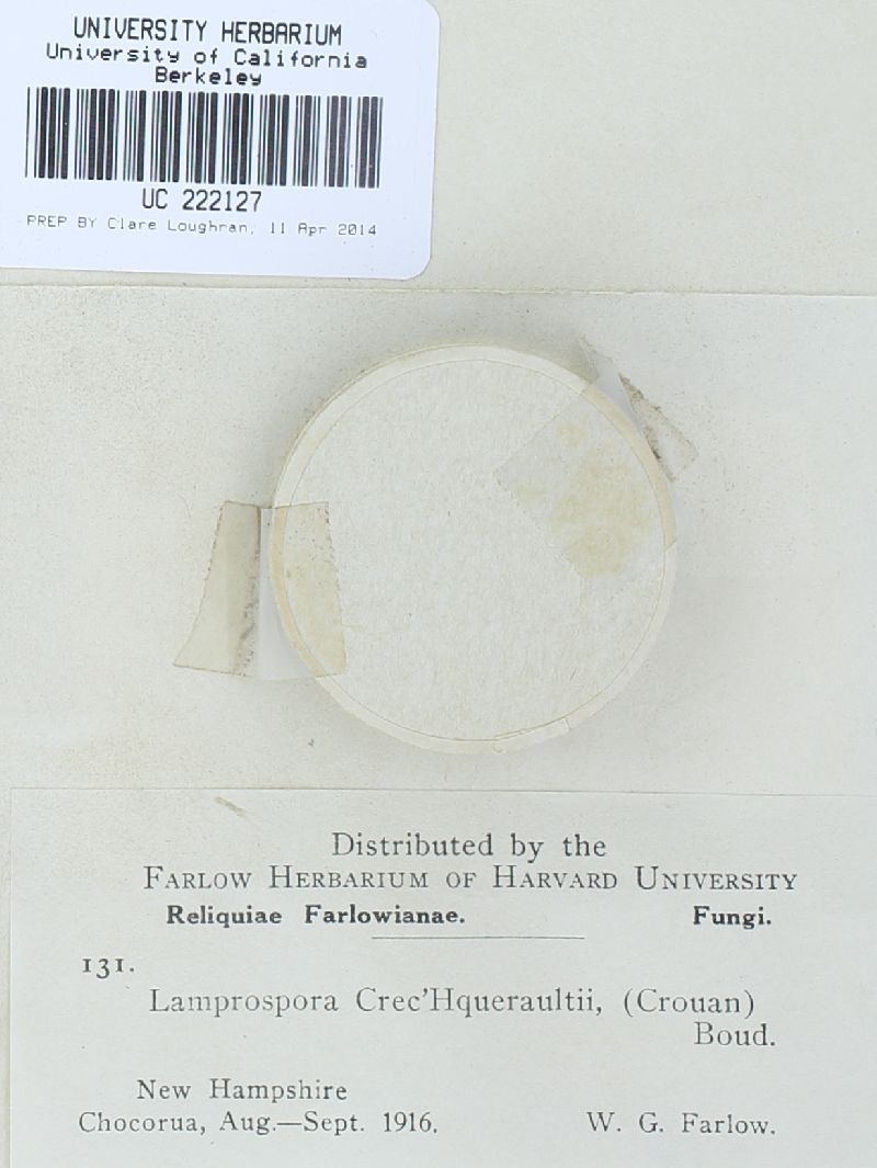 Lamprospora image