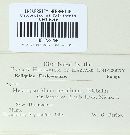 Melampsoridium betulinum image