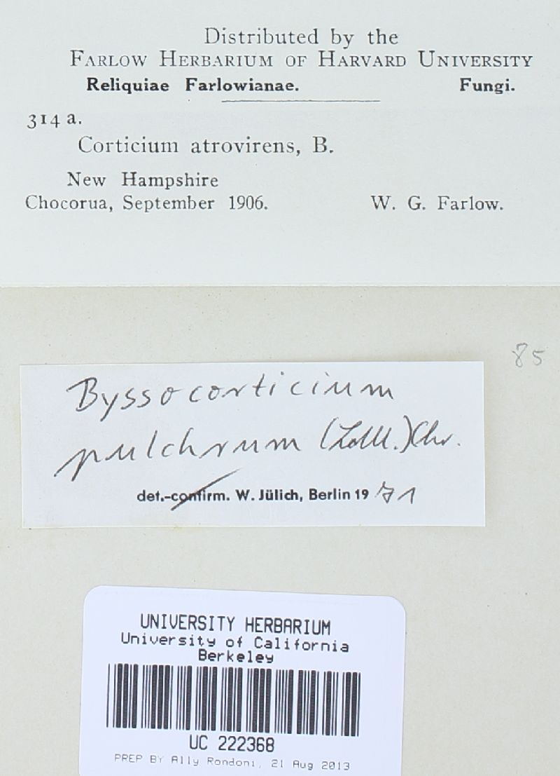 Byssocorticium pulchrum image