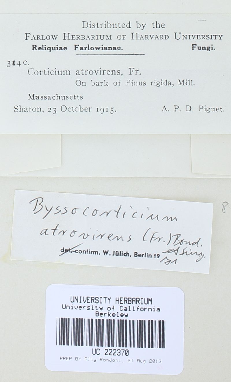 Byssocorticium atrovirens image