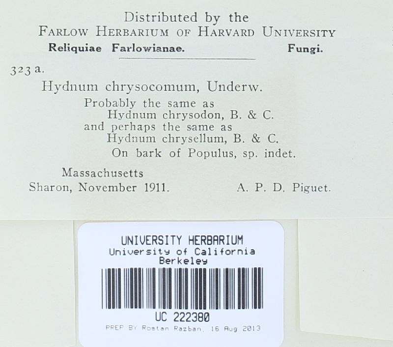 Sarcodontia fragilissima image