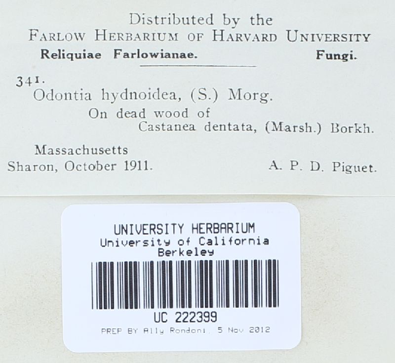Scopuloides hydnoides image
