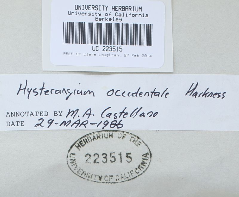 Hysterangium occidentale image