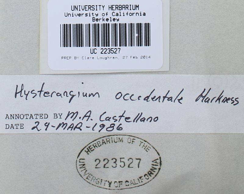 Hysterangium occidentale image
