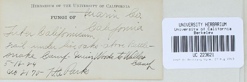 Tuber californicum image