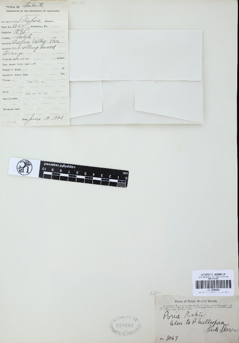 Inonotus tropicalis image