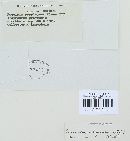 Puccinia recondita image