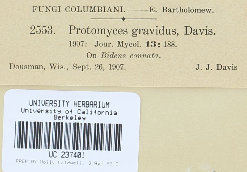 Protomyces gravidus image