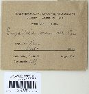 Erysiphe pisi var. pisi image