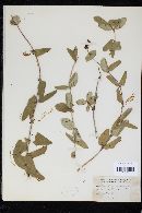 Lasiobotrys affinis image