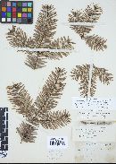 Uredinopsis hashiokae image