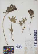 Uromyces lupini image