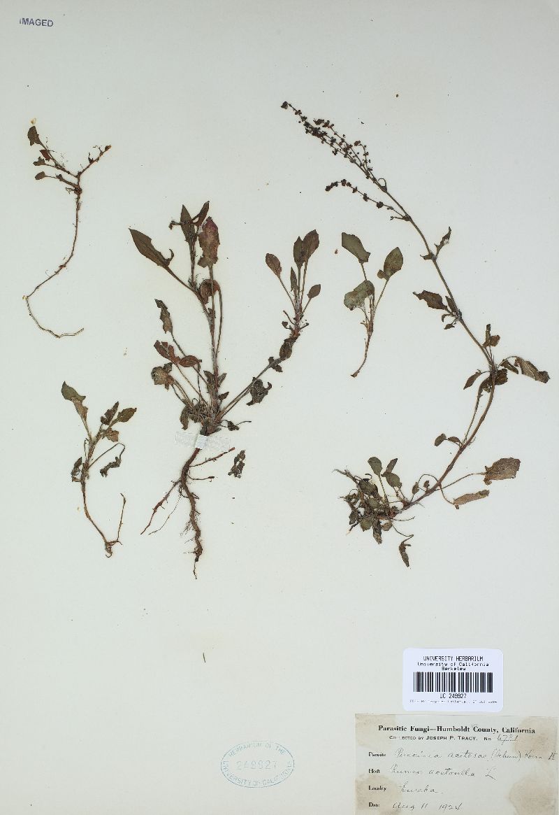 Puccinia acetosae image