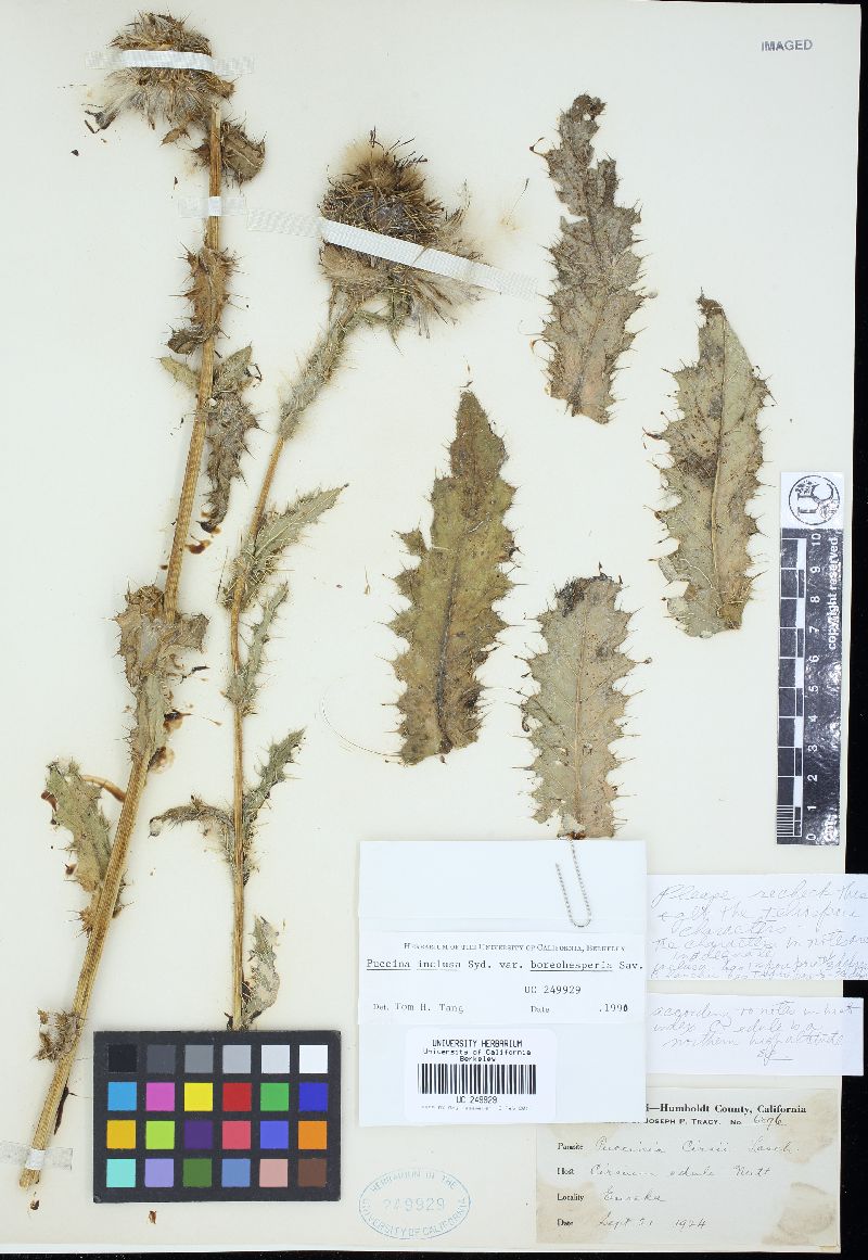 Puccinia inclusa var. boreohesperia image