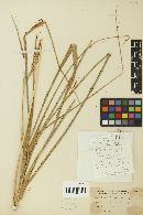 Puccinia coronata image