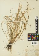 Puccinia coronata image