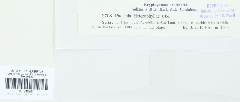 Puccinia heterophyllae image