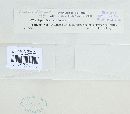 Trichaptum abietinum image