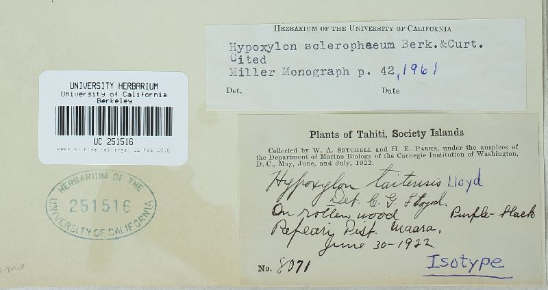Hypoxylon placentiforme image