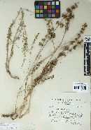 Microbotryum major image