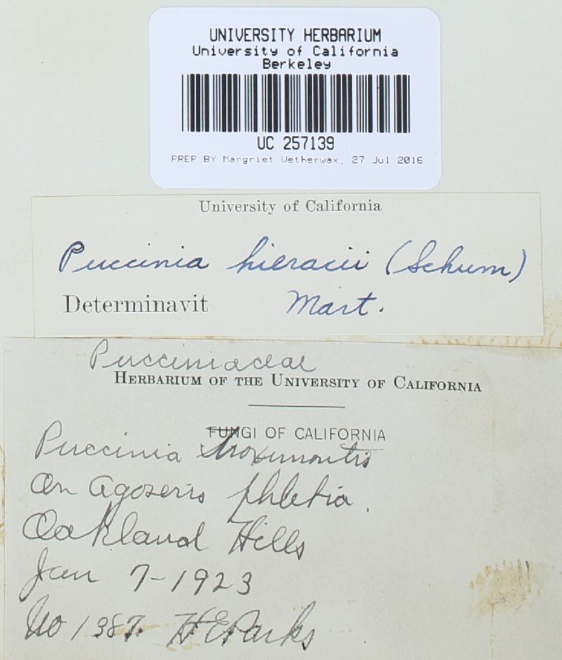 Puccinia agoseridis image
