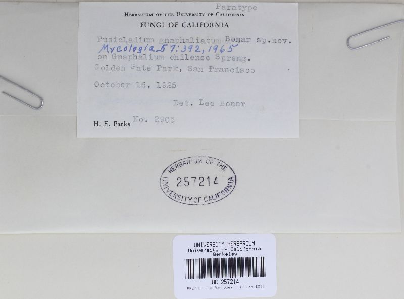 Fusicladium poricola image