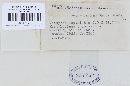 Uromyces lupini image