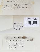 Phyllactinia guttata image