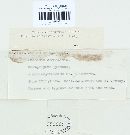 Puccinia recondita image