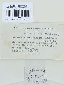 Uropyxis amorphae image