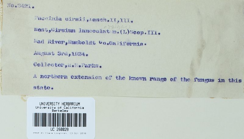 Puccinia cnici image
