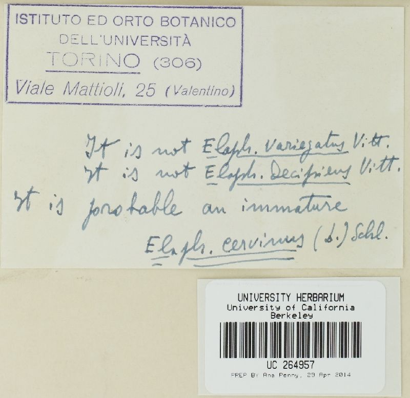 Elaphomyces decipiens image