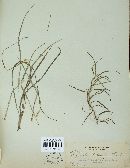 Hypocrella botryosa image