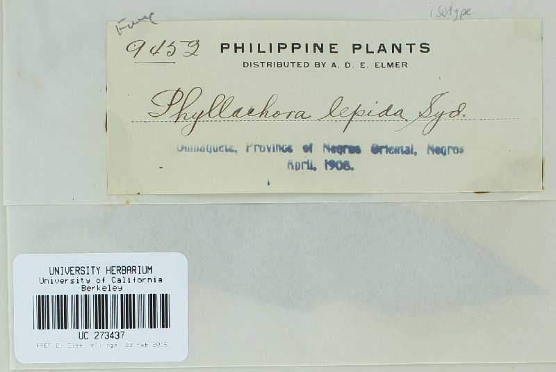 Phyllachora lepida image