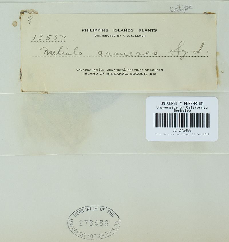 Meliola image